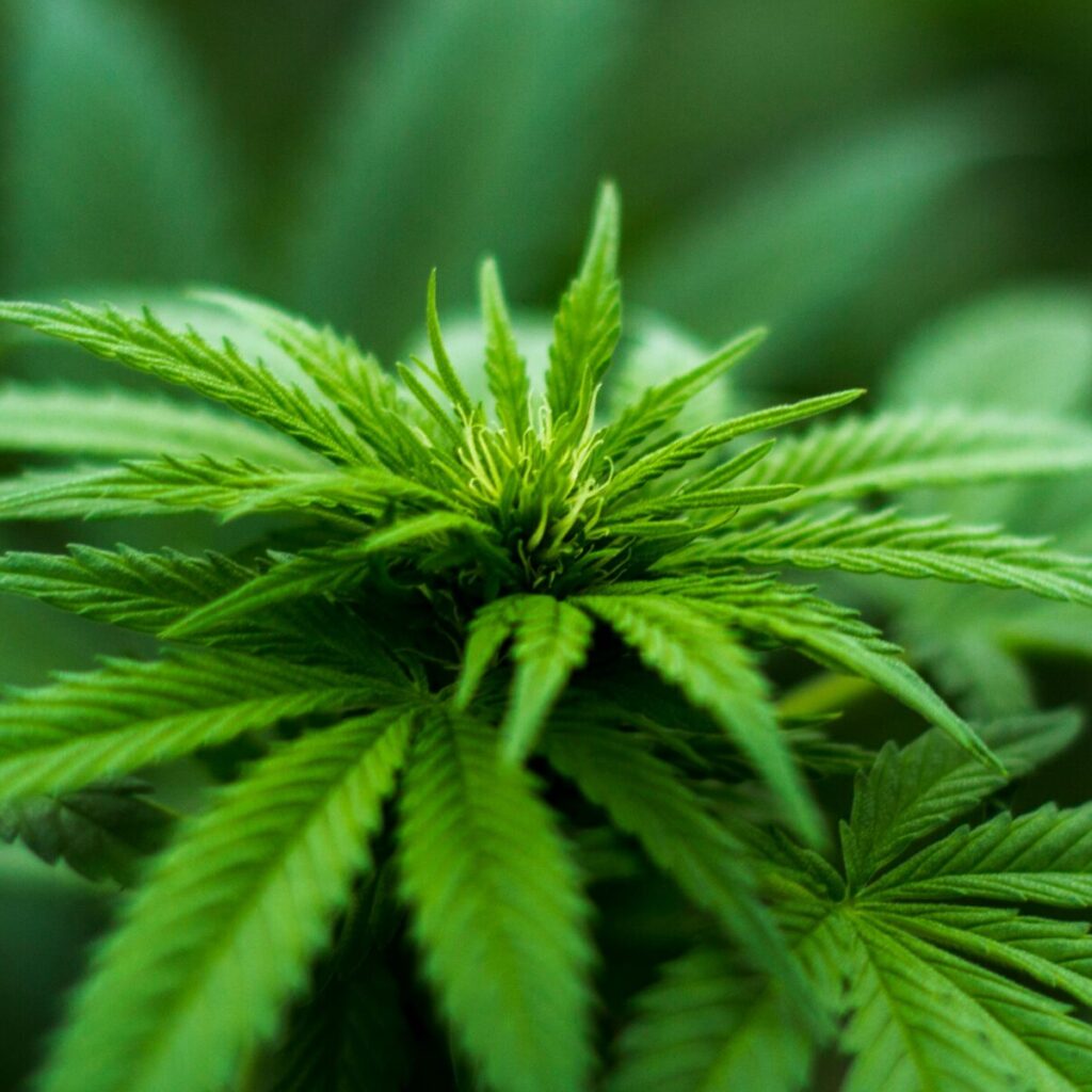Une plante de chanvre