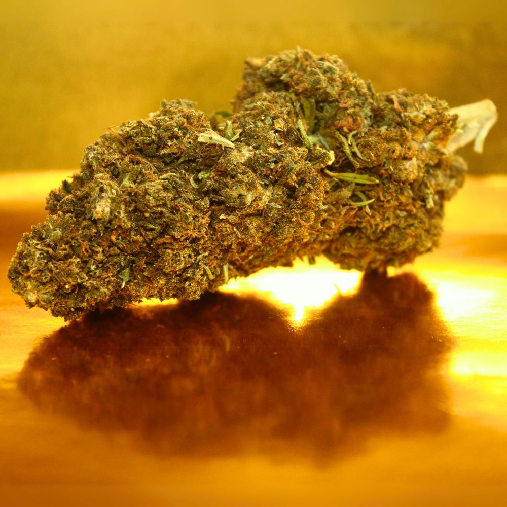 Fleur de CBD Watermelon premium d'Italie en culture greenhouse, bourgeons medium-big aux arômes authentiques de pastèque sucrée et rafraîchissante