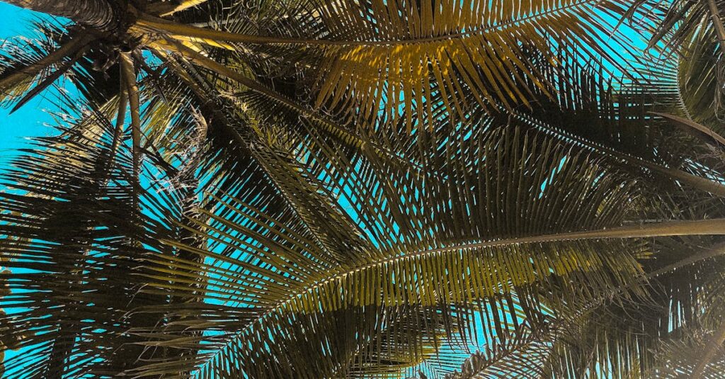 Low angle view of palm leaves forming a natural canopy against a vibrant, clear blue sky.